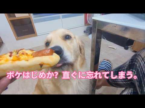 記録しても結局は忘れてしまう。ゴールデンレトリバーティト