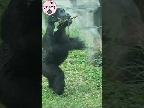 gorilla Ringo喜歡咬樹枝拍胸 gorillatag taipeizoo 金剛猩猩 台北市立動物園 サムネイル