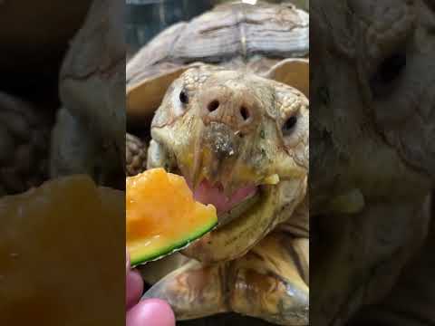 ケヅメリクガメの迫力あるお食事♪ケヅメリクガメ 亀 動物園 サムネイル