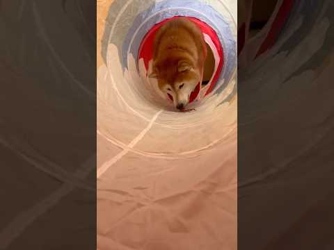 柴犬福 どうしてもトンネル入らせたい姉と入りたくない柴犬🤣Sis and Shiba🤣姉と柴 shorts 柴犬 ja… サムネイル