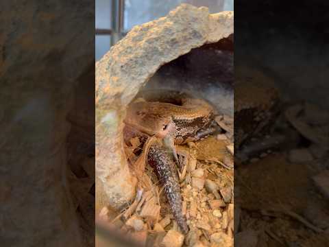 shorts アオジタトカゲ　ごかつら池どうぶつパークにて　2026年1月24日 サムネイル