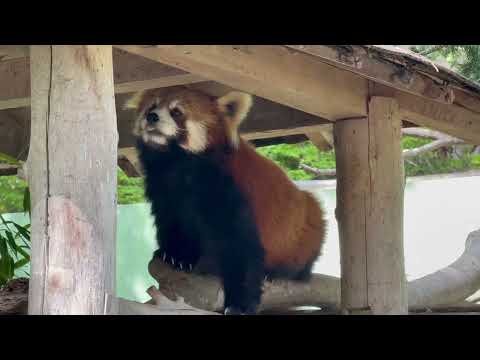 メイメイさんとゆうちゃん親子　レッサーパンダ　千葉市動物公園にて　2026年4月19日 サムネイル
