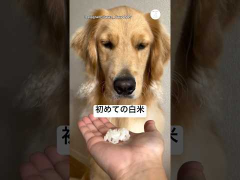 これ食べ物…？って本気で悩む顔　ゴールデンレトリバー 大型犬　犬　面白い　犬のいる暮らし かわいい