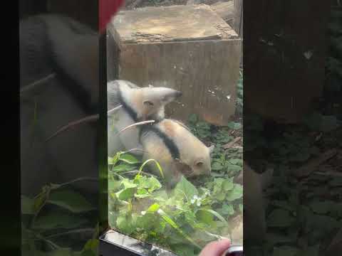 shorts あ！ふくくん落ちた🤭　ミナミコアリクイ　野毛山動物園にて　2026年5月10日