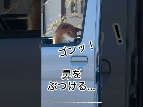 ’26.1.17 力丸のおうちは、この車… 柴犬 shibainu 柴犬のいる暮らし 柴犬の日常 おやつ 食べる犬 車… サムネイル