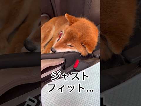 ’26.6.10 力丸の挨拶方法が… 柴犬 shibainu 柴犬のいる暮らし 柴犬の日常 車中泊犬 見守り 力丸