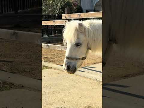 shorts トニーくん  ポニー　浜松市動物園にて　IMG 8314 サムネイル