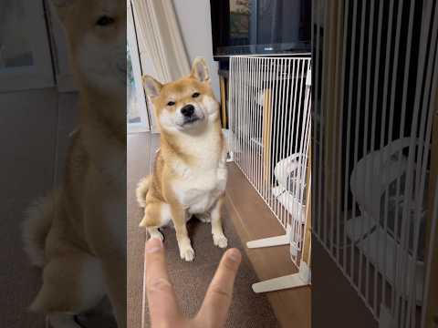 柴犬はパーしか出せないからな　柴犬　柴犬とん サムネイル