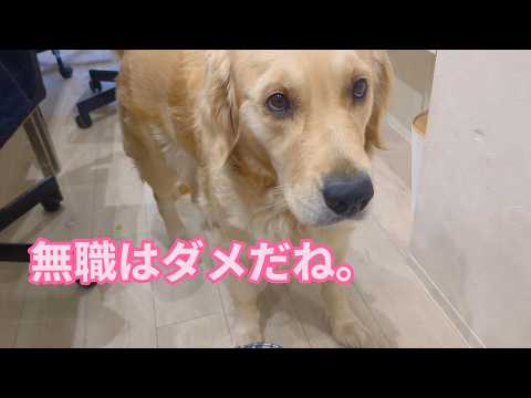 無職はダメだね。仕事しなくちゃ。ゴールデンレトリバーティト サムネイル