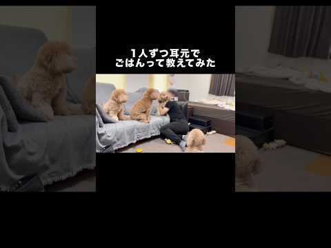 トイプードル1匹ずつごはんって伝えてみた時の反応が個性あって面白すぎる トイプードル トイプー 小型犬 shorts サムネイル