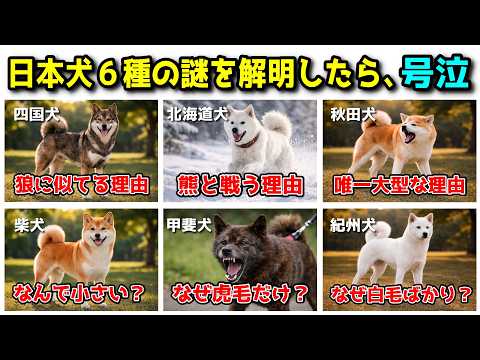 日本犬６種それぞれの謎を解明したら、泣いてしまいました サムネイル