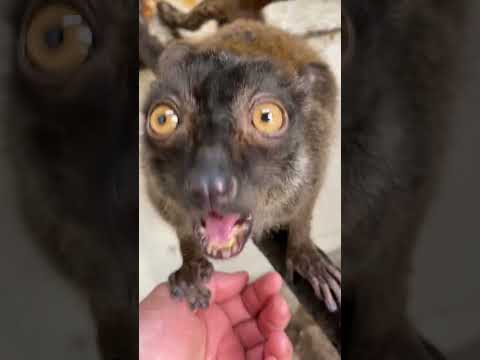 ぶどうを頬張る姿が可愛いザッキー♫shorts 動物 lemur