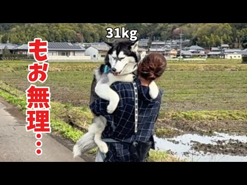 【凄すぎる…】柴犬に育てられたハスキーの学習能力の高さに驚きが隠せませんでした… サムネイル