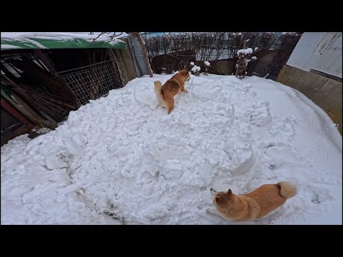 柴犬は高いところが大好きです。　【わんわんマウンテン2026】 サムネイル