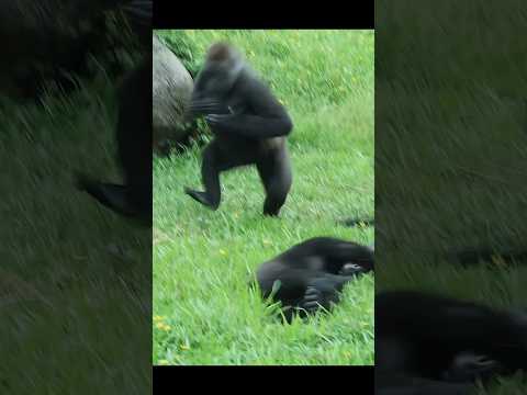 funny gorilla 🤣 gorillatag taipeizoo 金剛猩猩 台北市立動物園 zoo funny… サムネイル