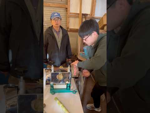 サトウキビを搾る(大分弁) Sugarcane juice サトウキビ