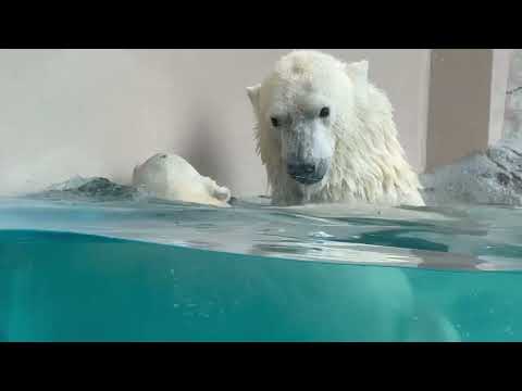 モモ太くん モモちゃんママとお水へ♪ ホッキョクグマの親子 男鹿水族館GAOにて 2026年6月26日