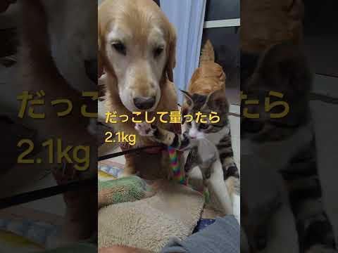 今日のキビ。体重≒2.1kg cat kitten 猫 子猫 子猫の体重 ibukikohaku 癒し 子ネコ sho… サムネイル