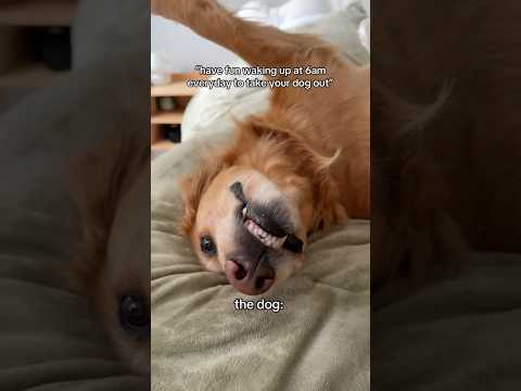 coming home to my golden retriever🥵goldenretreivers dog pup… サムネイル