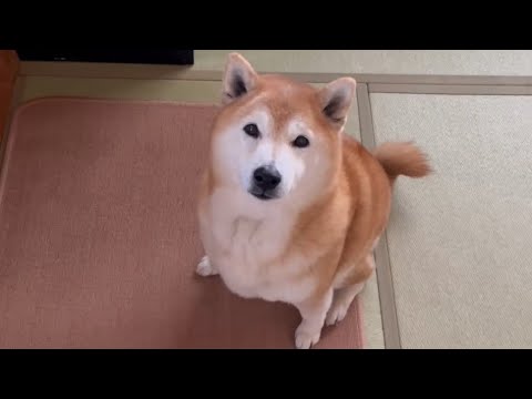 柴犬福 本日の第一ガムor第二ガムの選択🤣Shiba-Eat🤣 サムネイル