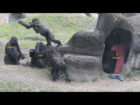 gorilla D'jeeco family 空投.覓食.互動 / Jabali Ringo 長巾蓋頭.追逐.乾草。跟… サムネイル
