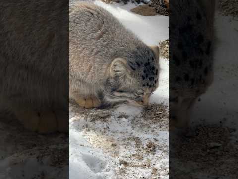 shorts 何かあった❓ナゴムくん　マヌルネコ　那須どうぶつ王国　2026年2月1日 サムネイル