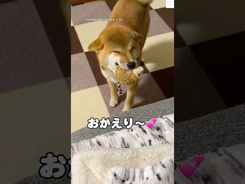 おかえり‼️ニッコニコの柴犬が可愛い💕　#柴犬　#犬　#かわいい　#犬のいる暮らし #かわいい犬 サムネイル