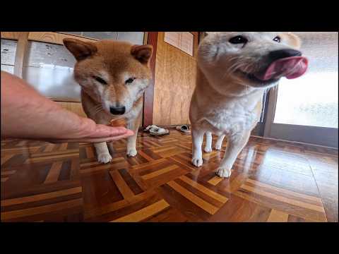 2026年2月24日(火) 初めてミニカステラを食べる太カステラの皆さん サムネイル