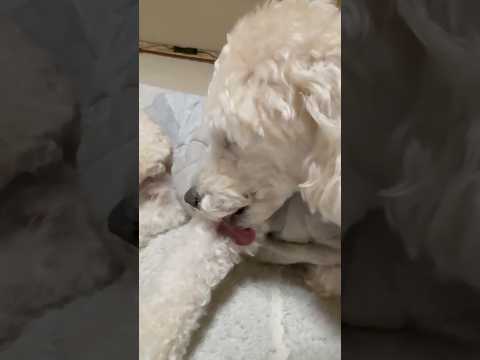 shorts お散歩後のタローちゃん　トイプードル　2026年3月4日 サムネイル