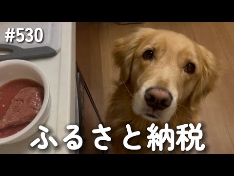 ふるさと納税のお肉食べるモンちゃん【ゴールデンレトリバー】 サムネイル