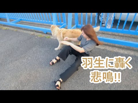 羽生に轟くファンの悲鳴。ゴールデンレトリバーティト サムネイル