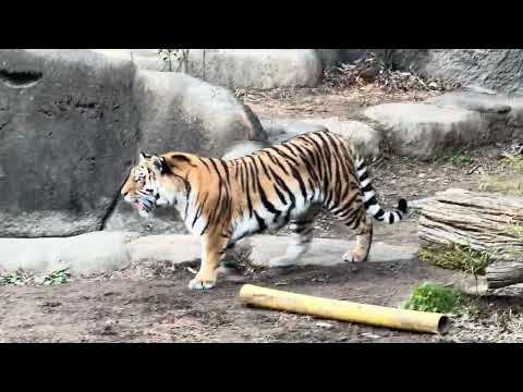 おはようサーシャちゃん　アムールトラ　浜松市動物園にて　2026年2月14日 サムネイル