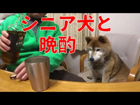 【1077】柴犬さんと晩酌 サムネイル