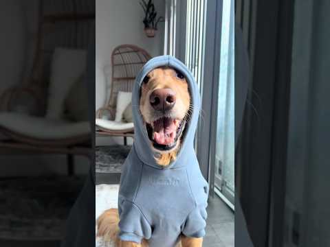 coming home to my golden retriever🥵goldenretreivers dog pup… サムネイル