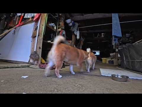 倉庫内ぐるぐるココさん サムネイル