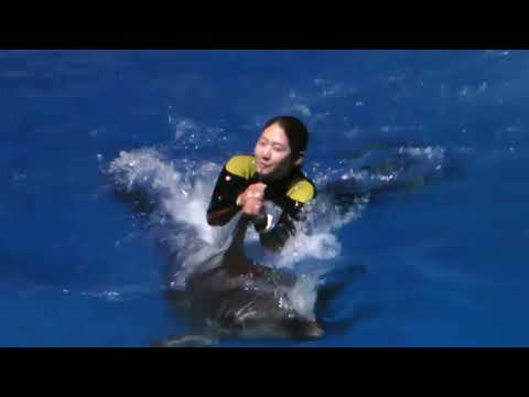 イルカ　クリスマスナイトパフォーマンスより　須磨シーワールドにて　2025年12月25日   00027 サムネイル