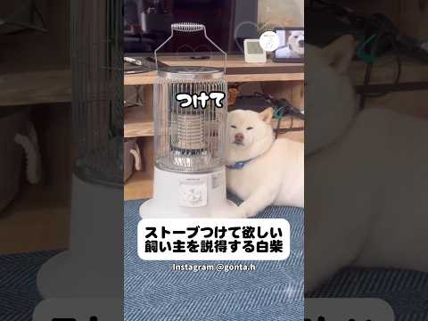 ストーブ付けて欲しくて飼い主を説得する白柴　柴犬　白柴　かわいい　犬のいる暮らし 面白い サムネイル