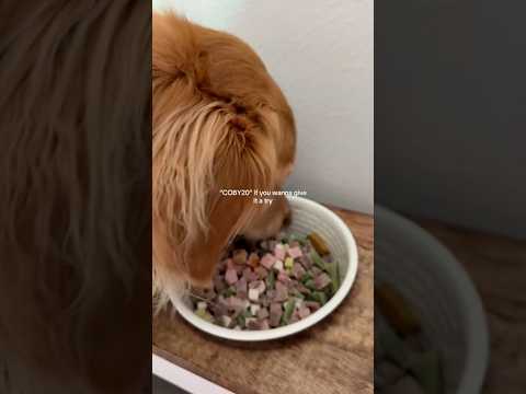 coming home to my golden retriever🥵goldenretreivers dog pup… サムネイル