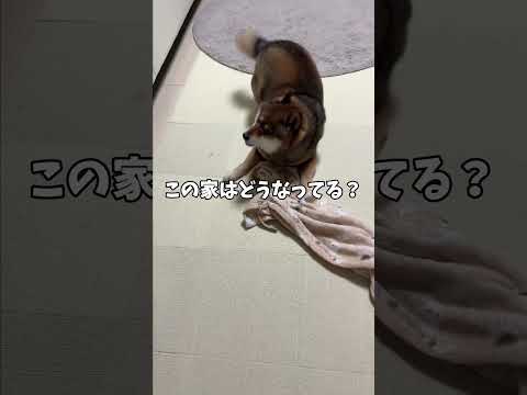 散歩を終えた🐕黒柴を待ち構えていたのは・・・ サムネイル