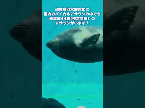 【鳥羽水族館】元気に泳ぐ！鳥羽水族館のバイカルアザラシ✨　shorts サムネイル