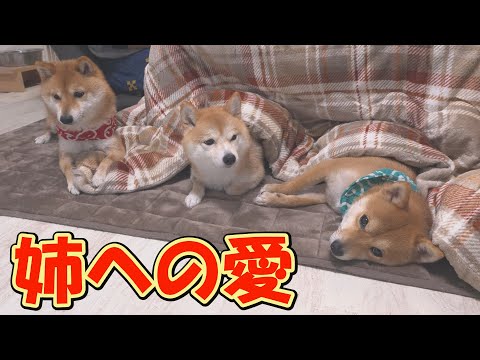 毛刈後脱毛症に苦しむ姉柴犬の横に、そっと寄り添う弟柴犬が尊すぎました。 サムネイル