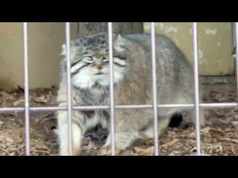 グルーシャくん My豪邸工事の様子を見ながら定位置へ　マヌルネコ　旭山動物園にて　2025年12月19日 サムネイル