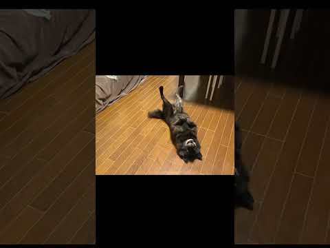 【子育て犬】甲斐犬一休の演技力がエグい　日本犬 甲斐犬  甲斐犬一休と猫のしずくと僕のチャンネル サムネイル