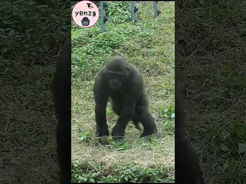 Ringo cute twirling dance gorilla gorillatag taipeizoo 金剛猩猩…