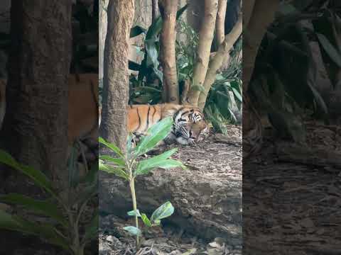 shorts お休み中〜　スマトラトラ🐯のパンプくん　神戸どうぶつ王国　2025年12月28日 サムネイル