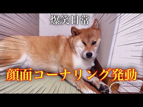 構ってほしくて角を攻め始め笑かそうとしてくる柴犬www サムネイル