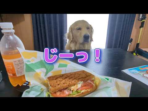 パパだけズルいぞ。ゴールデンレトリバーティト