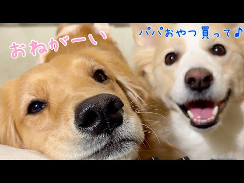 お喋り過ぎて完全に「中身、人間だよね？」と疑われる犬。 サムネイル
