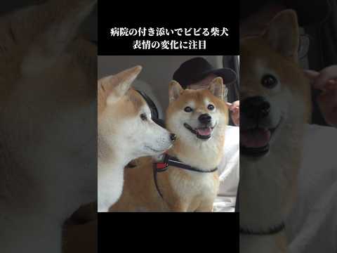 ドライブに行った先が病院⁉️表情がガラッと変わる柴犬 shibainu 犬のいる暮らし 病院