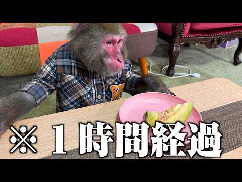 「食べてヨシ」が一生こなかったらお猿さんはどうする？ サムネイル